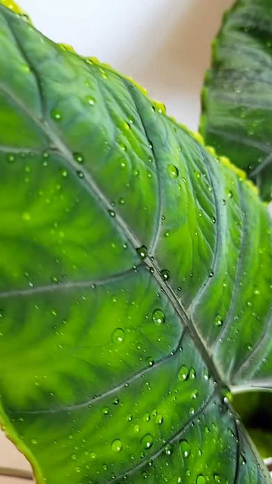 Алоказія Олані, Alocasia Olaniі