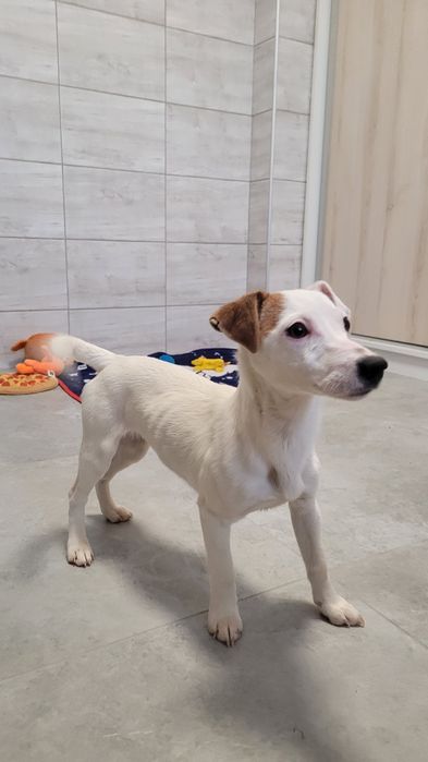 Jack Russell Terrier Szczeniak  Biało Brązowa Suczka
