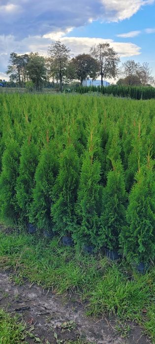 Tuja Smaragd 120 cm tuje 140 laurowisnia szmaragd 100 brabant łódz