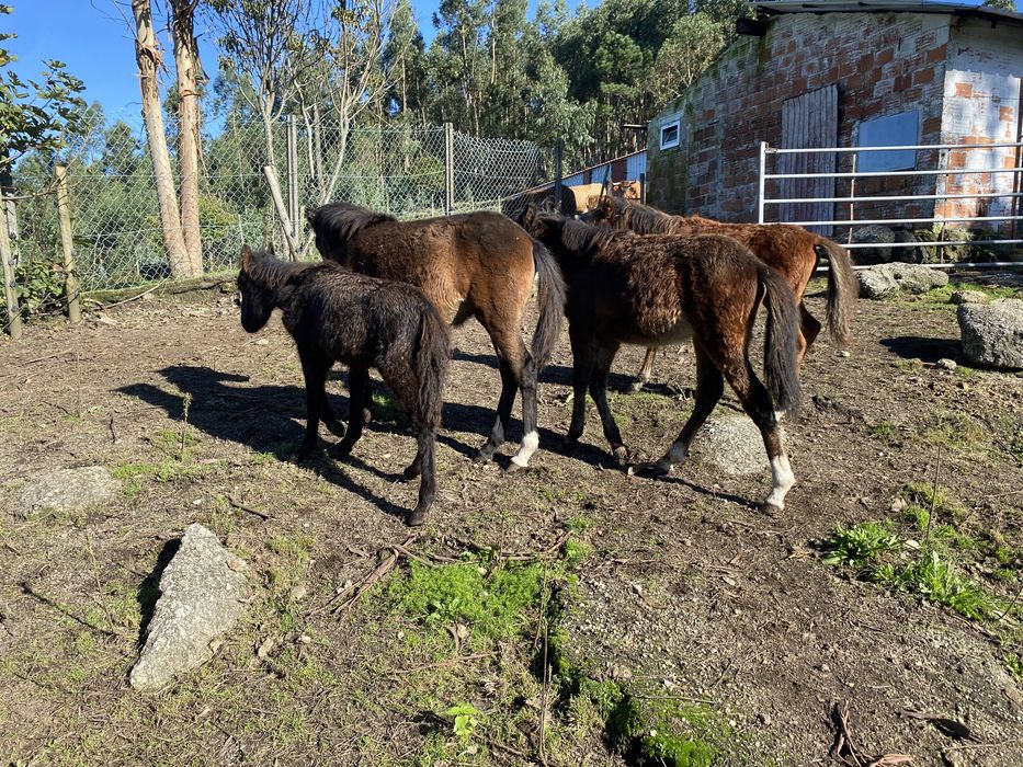Garranos 2 machos e 2 femeas