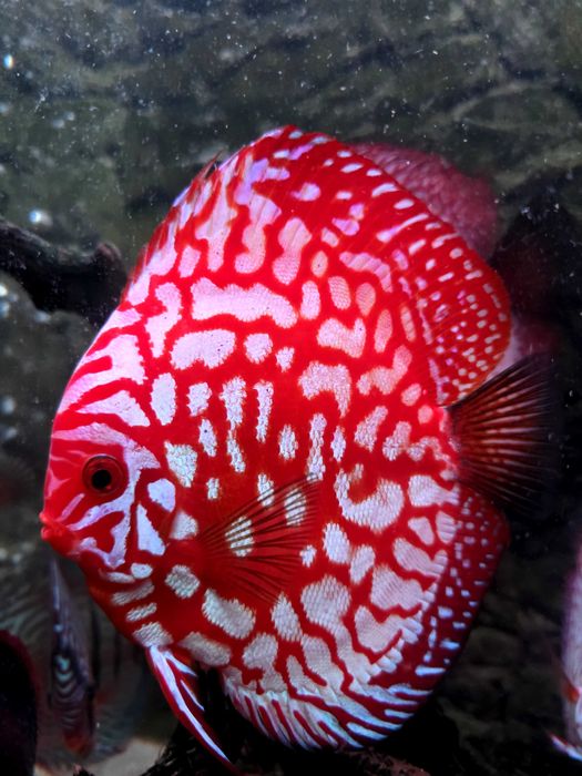 Paletki Red Map Dyscowce