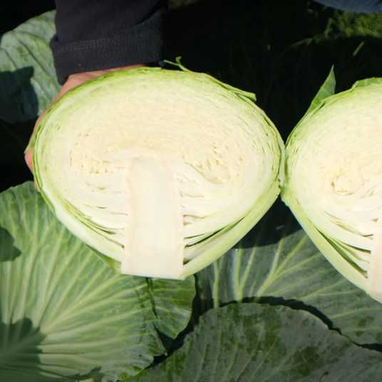 Продам капусту Агресор