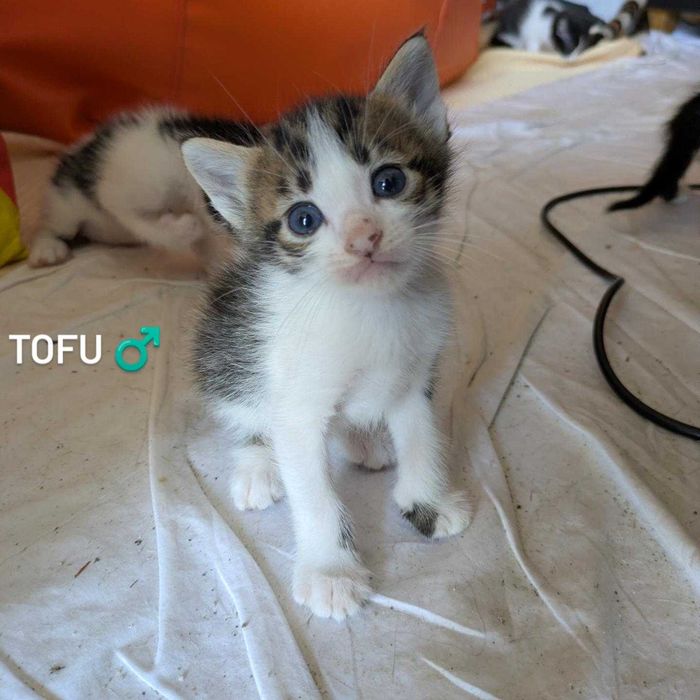 Gatinhos para Adopção Responsável