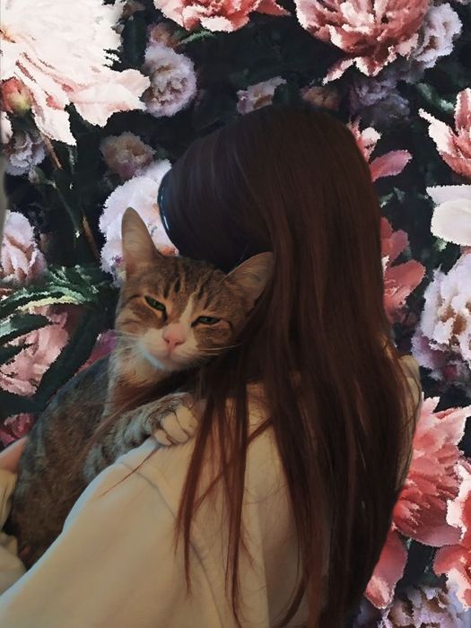 Зник котик, район Комарова