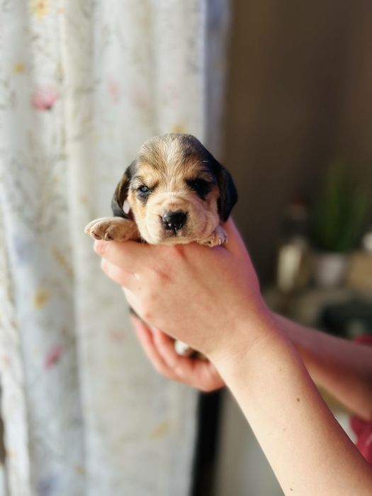 Beagle dziewczynka ** Tricolor  **