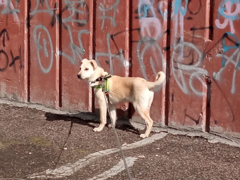 Міша шукає родину