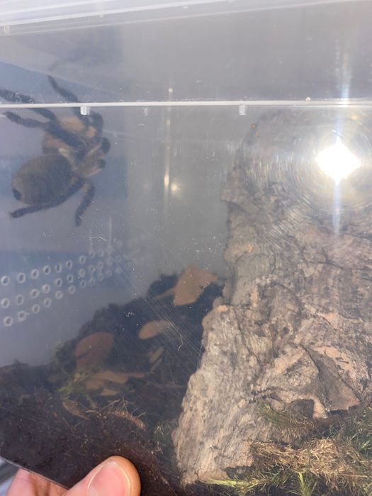 Monocentropus balfouri - SAMICA