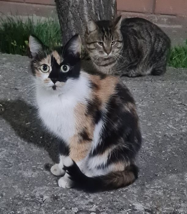 Кошенята в добрі руки