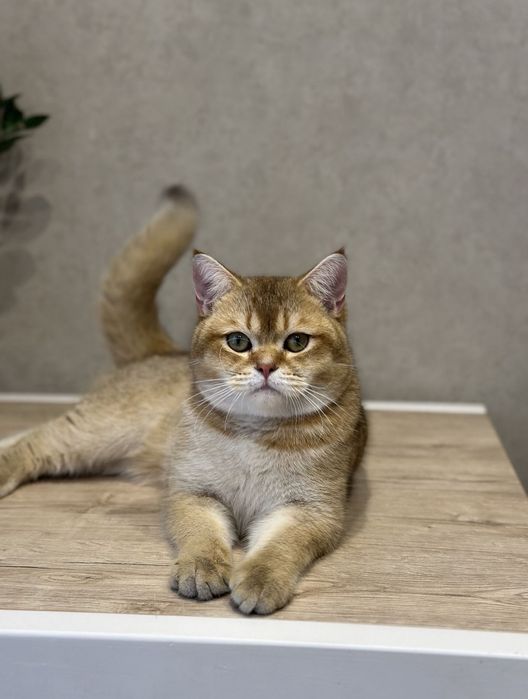 Котята Золотая шиншила