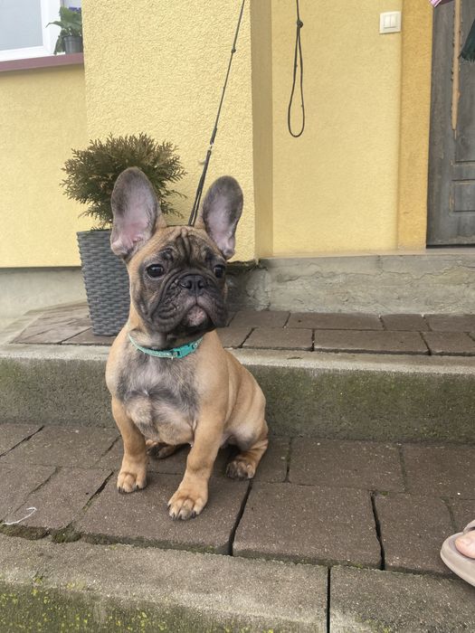 Шикарний хлопчик із суперовим родоводом