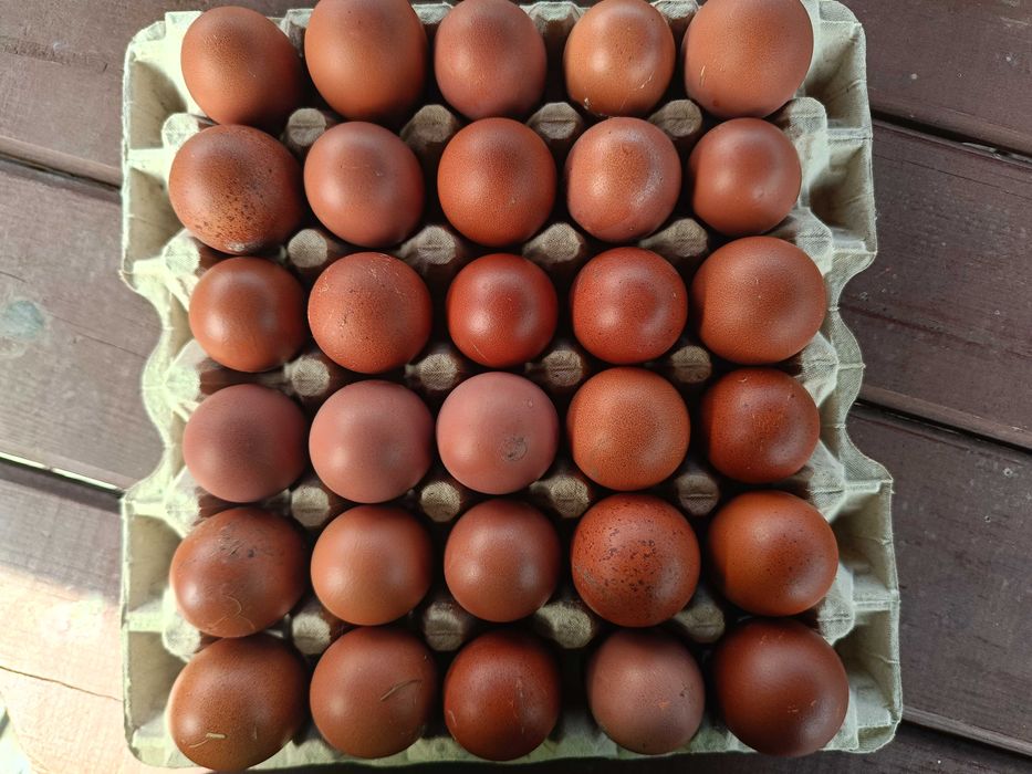 Dark shell, marans jajka lęgowe.