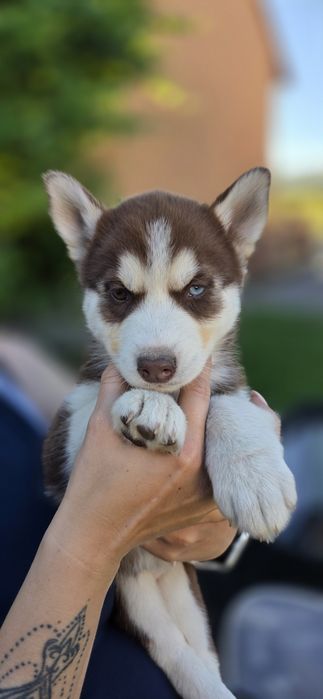 Husky piękne z rodowodem