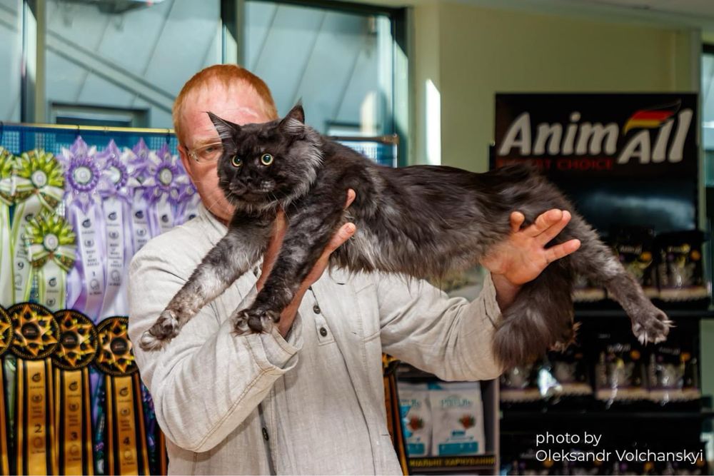 Мейн кун на парування