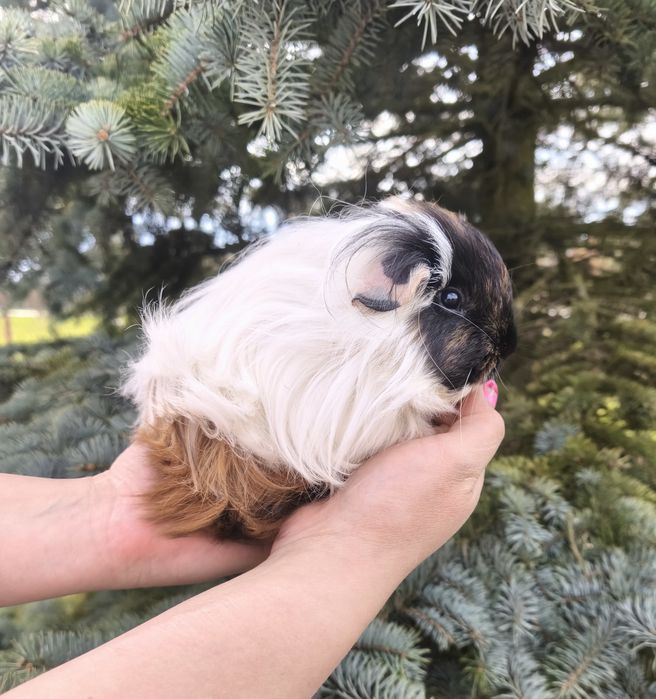 Świnka morska, długowłosa z rodowodem,rasowa z hodowli, wyprawka