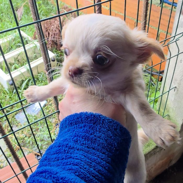 Chihuahua pelo comprido