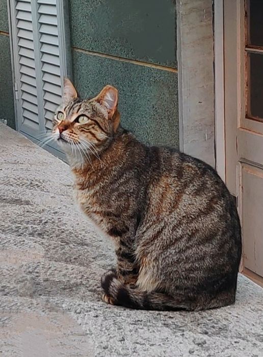 Sofi procura uma familia para sempre