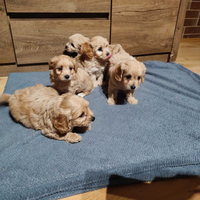 Maltańczyki z hodowli paszport śliczne kulki promocja już do oddania