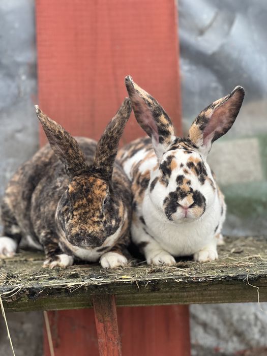 Samiec rex reks trojbarwny gepard