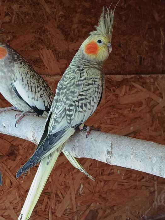 Nimfa wystawowa młoda