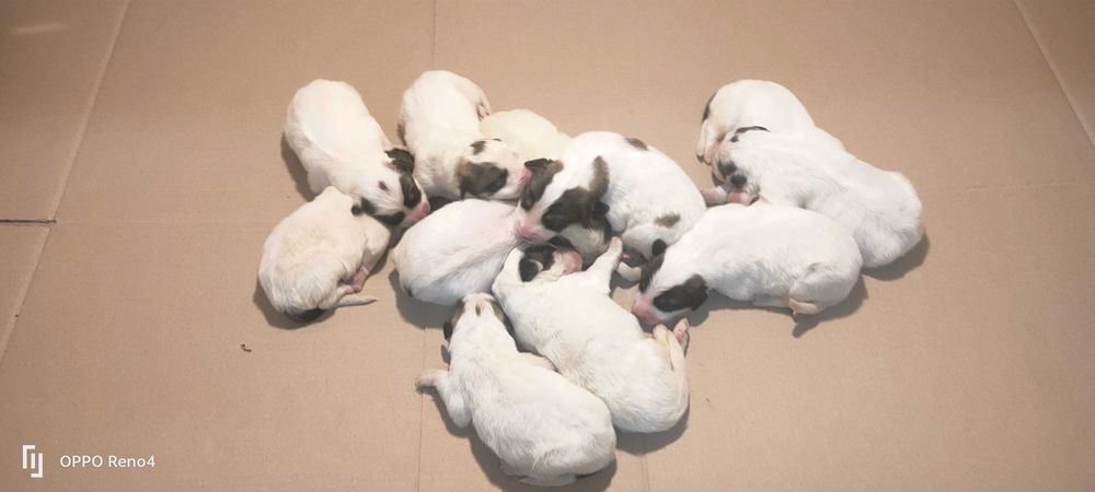 Pirenejski pies górski, owczarek podhalański rasa pokrewna, okazja