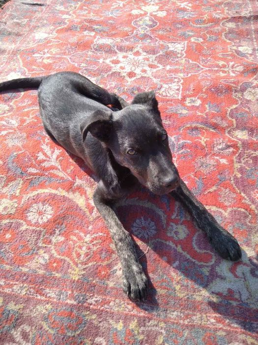 Отдам в добрые руки собака мальчик