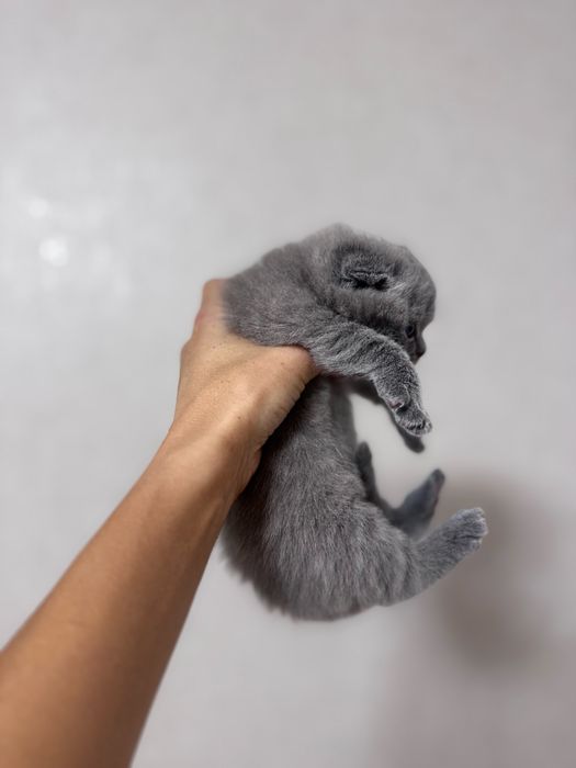 Шотландський висловухий котик , Тернопіль