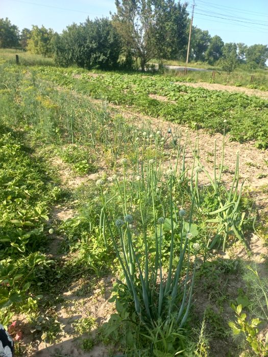 Продам гарний будинок.