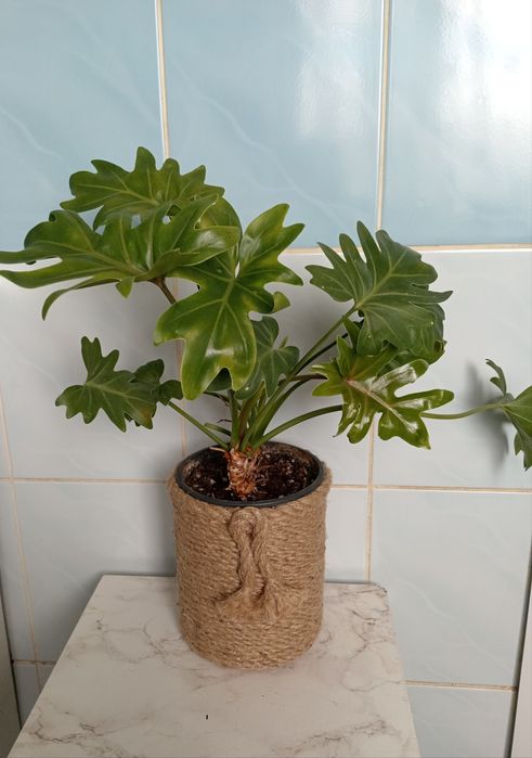 Филодендрон Селло