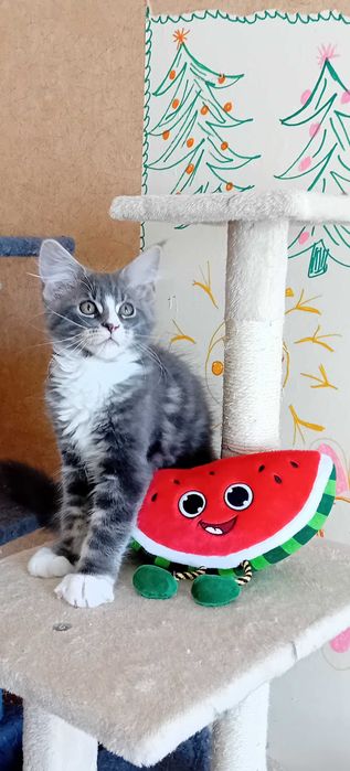 Kotek  Maine Coon o imieniu Eos