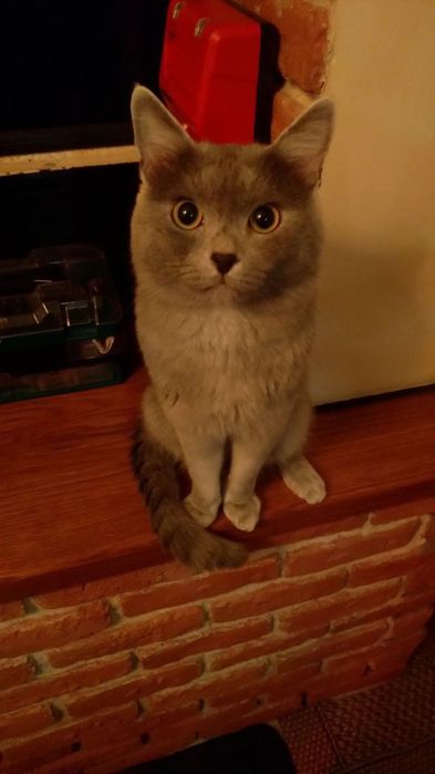 Пропоную для злучки неймовірно красивого котика Дима!