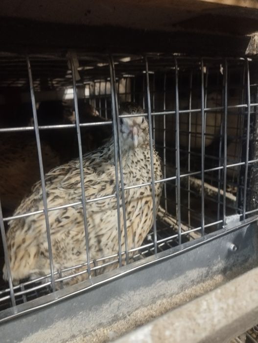 Інкубаційне яйце перепелів (фенікс золотий, техасець білий)