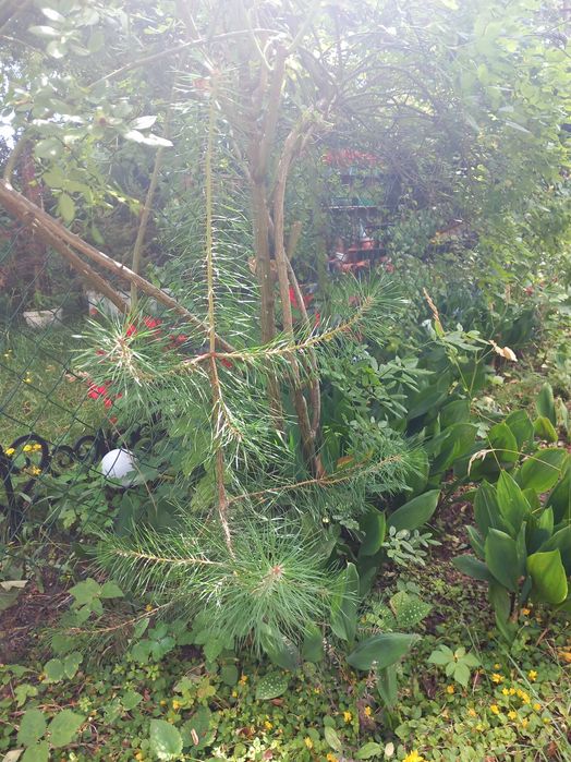 sosna sadzonka ok.40 cm