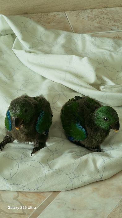 Macho de papagaio Ecletus