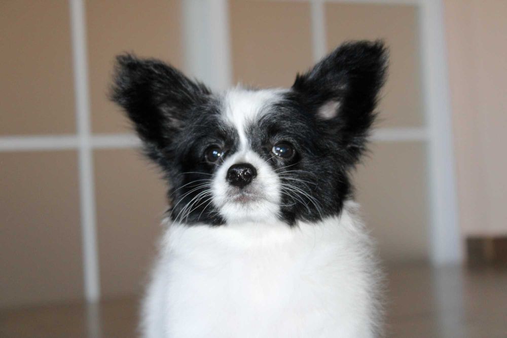 Красунчик Папійон копія імпортного батька чемпіона і гранд чемпіона