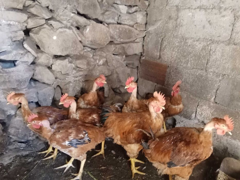 Frango do compo adulto saudável