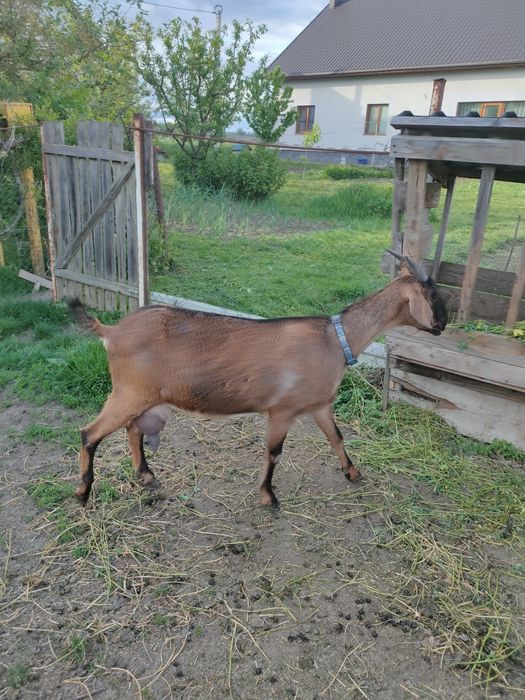 Коза англо нубійська 83% 2 роки