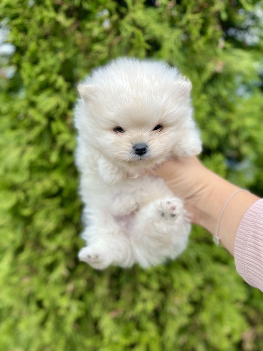 Білий померанський шпіц хлопчик