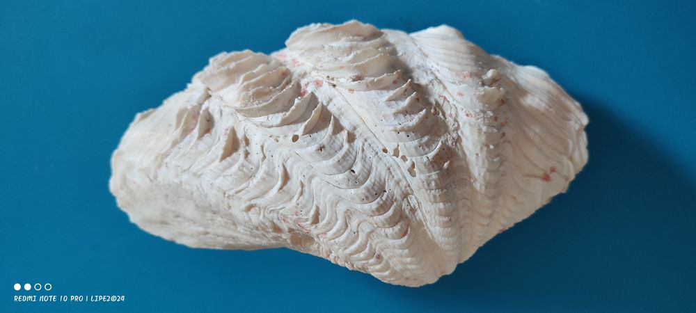Concha bivalves Tridacna