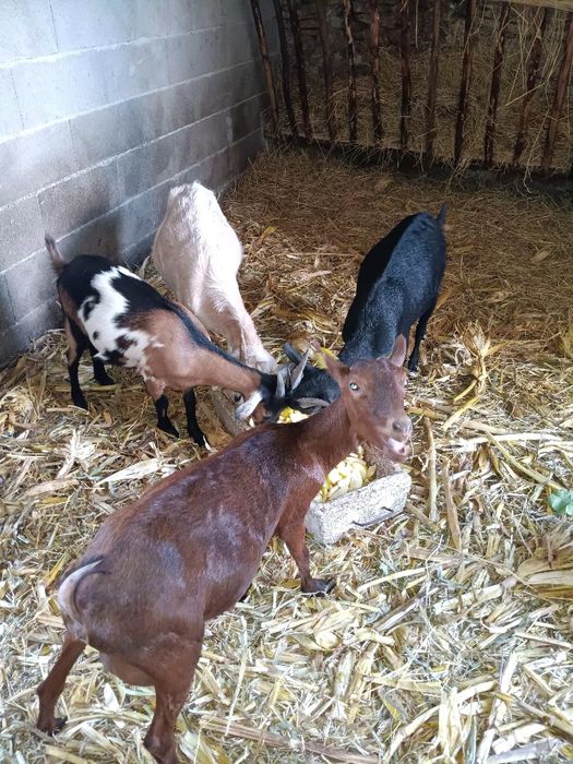 3 cabras e um bode a venda