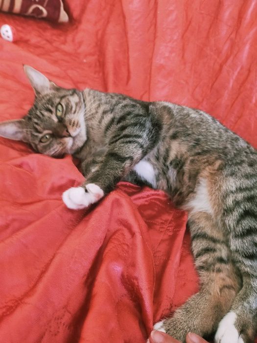 Psotka z Fundacji MIASTO KOTÓW