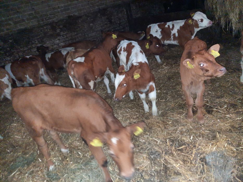 Sprzedam cielaki byczki miesne Glinianka