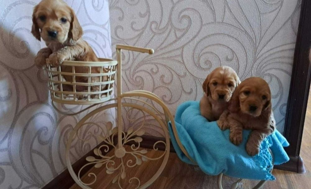 Прекрасные малыши кокер спаниель