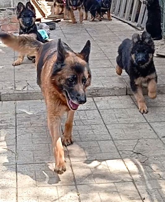 Щенки стандарт и длинники с родословной