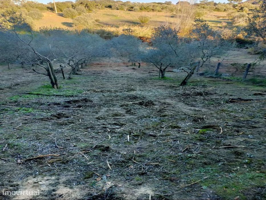 O Seu Refúgio de Sonho com Riacho e Olival a 15min de Torres Novas