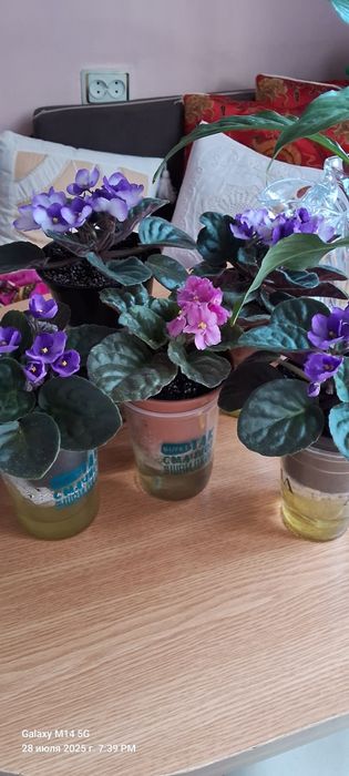 Обмен, цветущие фиалки.