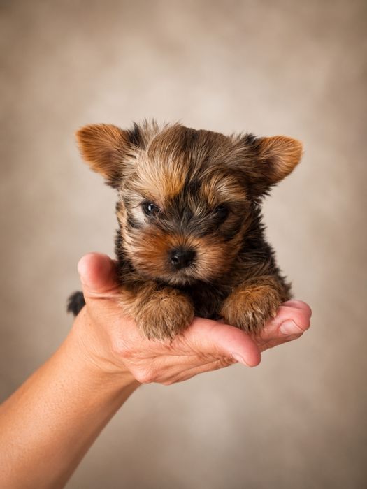 Yorkshire terrier goldust
