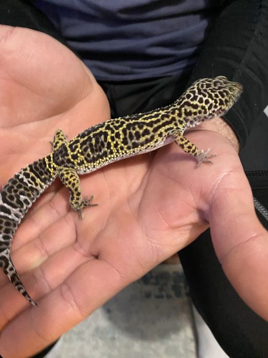 Gekon Lamparci z terrarium