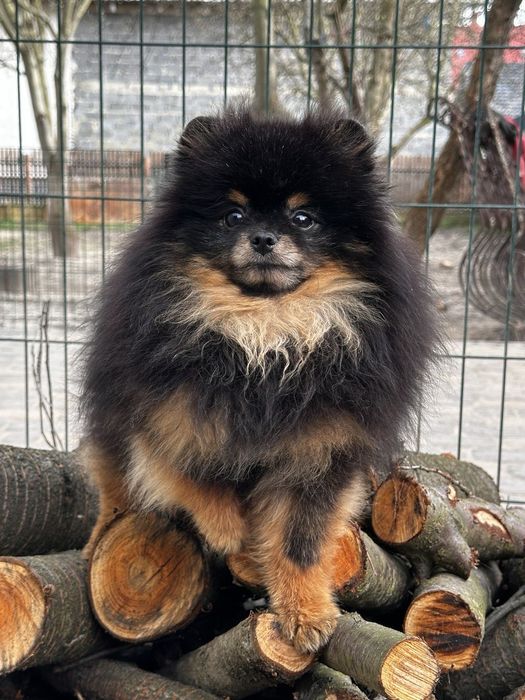 Черно-подпалый мальчик