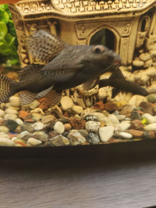 Sprzedam rybę Gietkozab