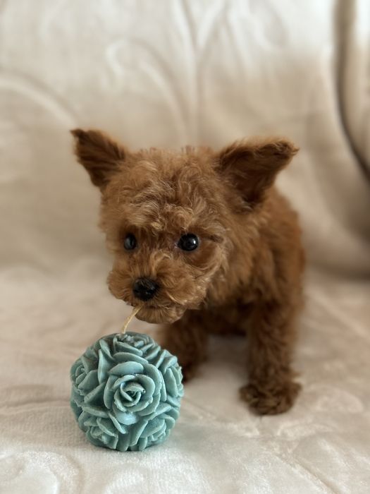 Той пудель хлопчик